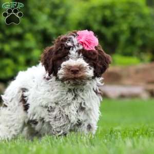 Penny, Lagotto Romagnolo Puppy